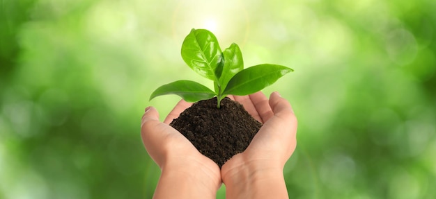 Closeup view of woman holding small plant in soil on blurred background banner design Ecology protection