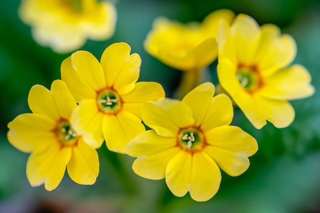 Photo closeup view of yellow flowering plant in the garden