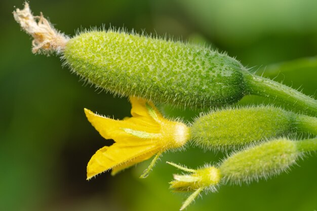 closeup view of young cucumbers growth in agricultural farm natural freshness eco vegetables