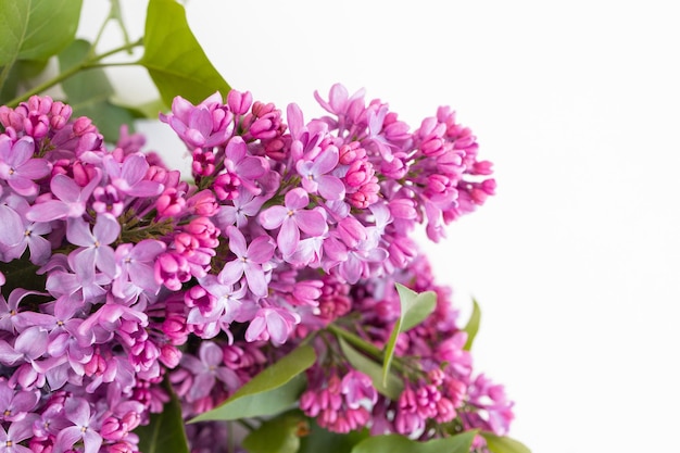 Closeup of a violet purple lilac flowers in the spring