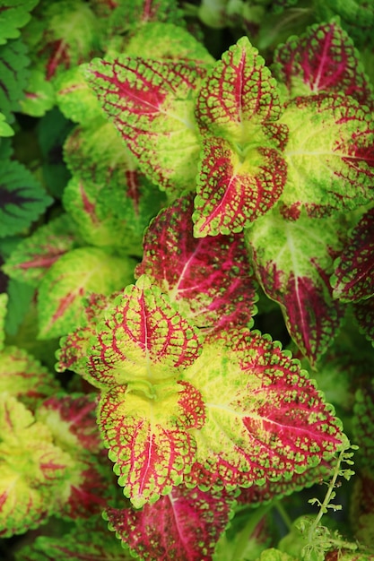 Closeup of Vivid Colored Variegated Leaves of Coleus Plant in the Garden