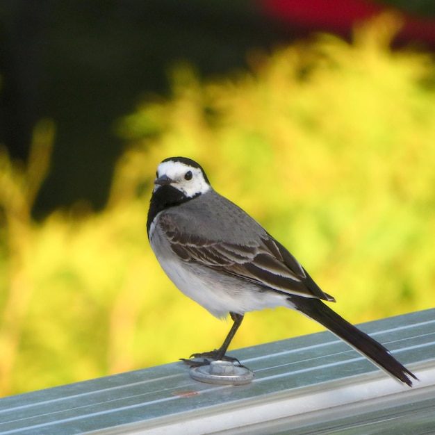 Closeup of a Wagtail in front of yellow plants