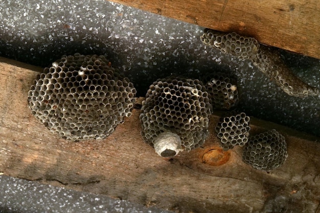 Closeup of a wasp insect nest dangerous insects near a person