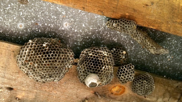 Closeup of a wasp insect nest dangerous insects near a person