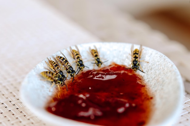 Closeup of a wasp on a jam