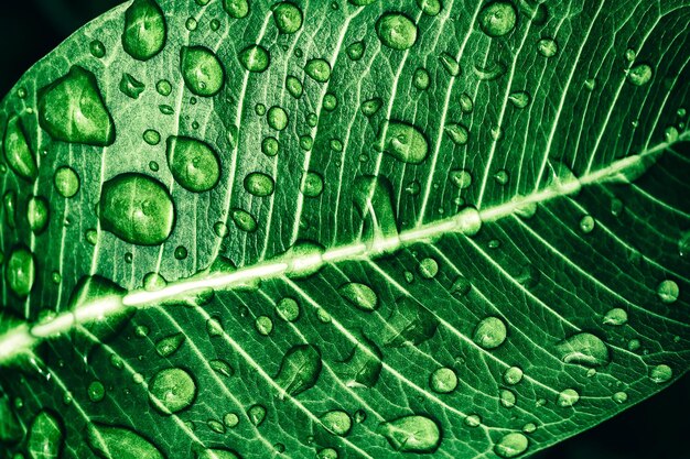 closeup of water drops on green leaf