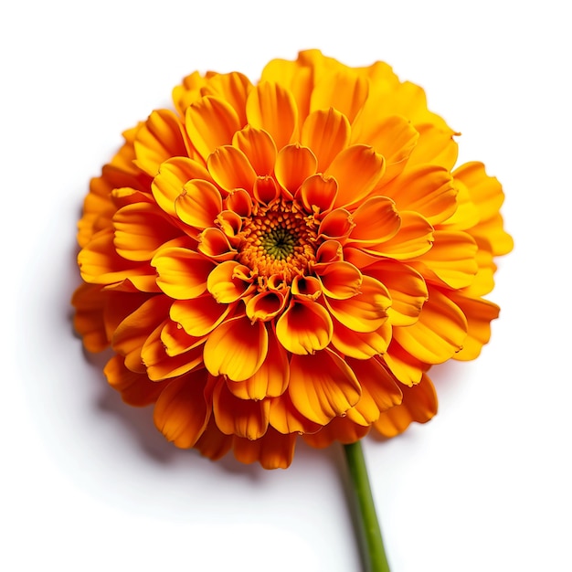 Photo closeup watercolor marigold flower isolated on a white background marigold flower clipart