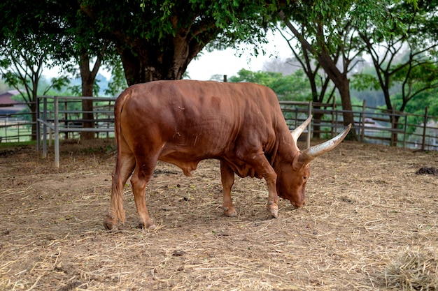 Closeup watusi bull ( king of cow ) eating grass 