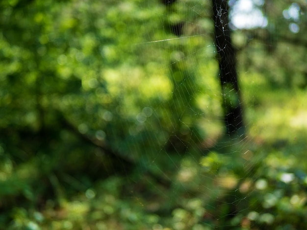 Closeup of a web with bokeh on a summer sunny day Soft focus Shallow depth of field