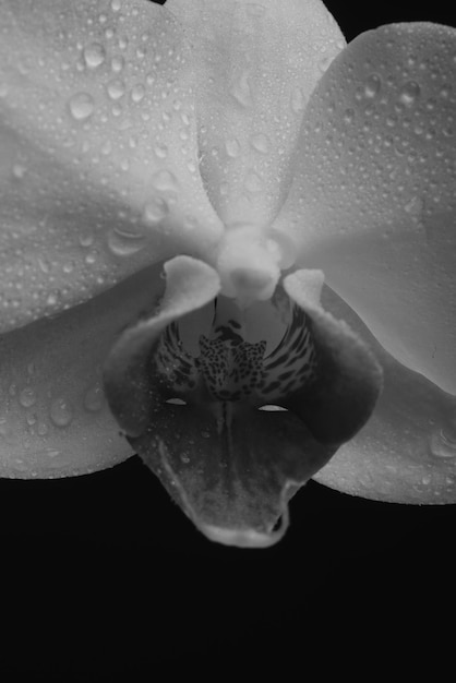 Closeup wet orchid on black background Orchids blossom close up Phalaenopsis