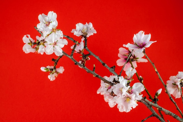 Closeup of white almond flowers on colored background