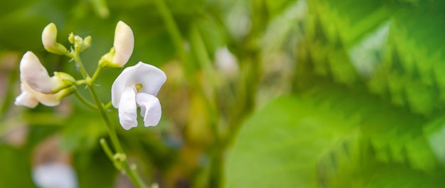 Closeup of a white bean flower in the garden outdoors selective focus banner