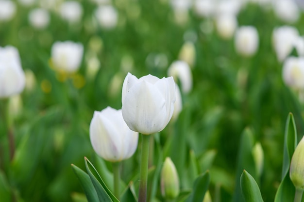 Closeup of white blooming tulips Blurred background