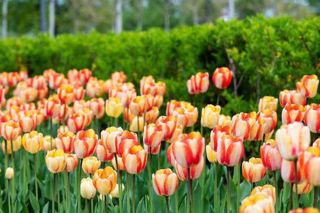 Closeup of white blooming tulips Blurred background