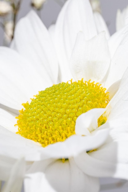 Closeup of a white chrysanthemum with a yellow center on a white background