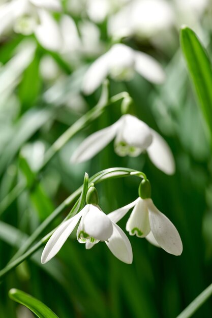 Closeup of a white common snowdrop flower growing against a green copy space background in a remote field Galanthus nivalis blossoming blooming and flowering in a meadow or home backyard garden