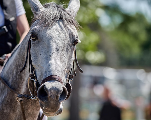 Closeup of white competition horse's head on sunny day