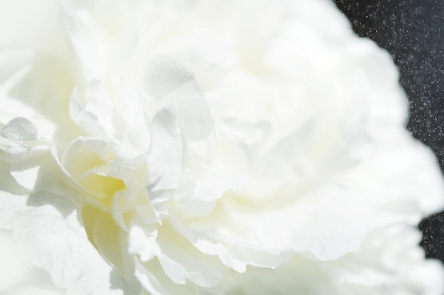 Closeup of white creamy flower petals of peony innocence and femininity concept Womans day background