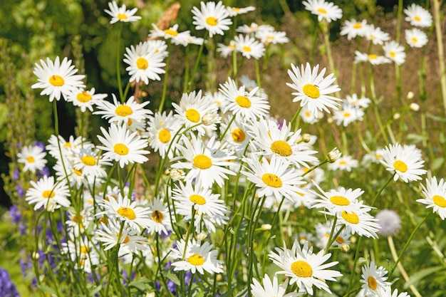 Closeup of white daisy in field of flowers outside during summer day Zoomed in on blossoming plant growing in the garden and backyard in spring Small beautiful little elegant wild Marguerite flower