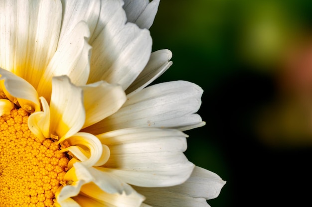 Closeup of white flower petals