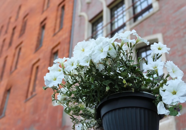 Closeup of White Flowers in Pot with Beautiful Brick Building in the Background