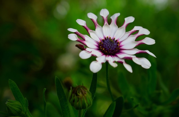 Closeup of white gazania flowers on a gentle natural dark background