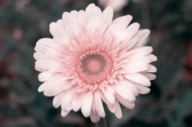 Closeup of a white gerbera flower on a dark background