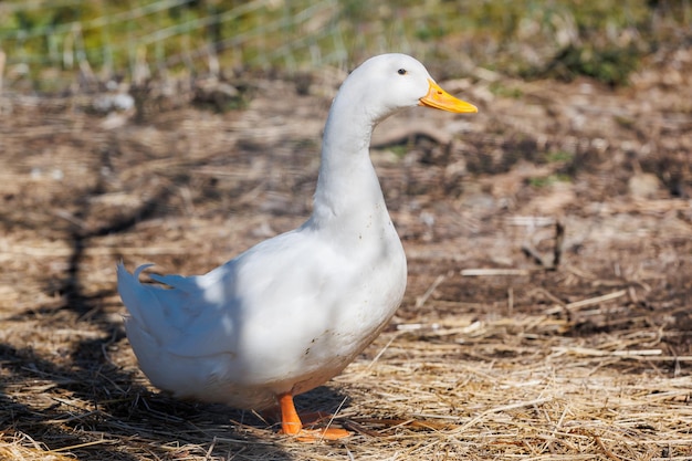 A closeup of a white goose in an ecofarm