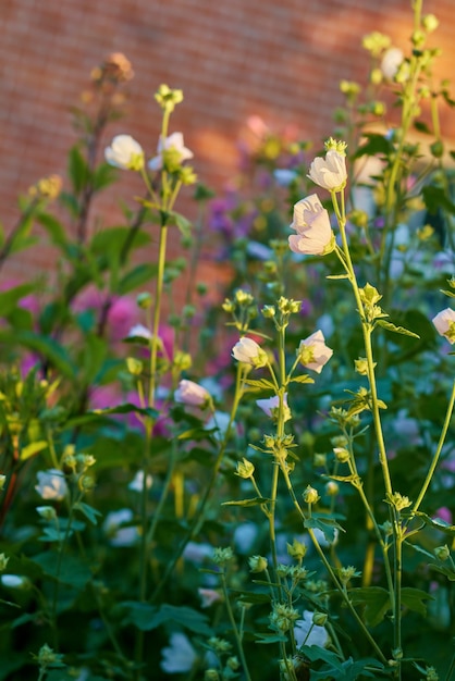 Closeup of white hollyhocks blossoming and blooming on tall green stems in a private and remote garden at home Delicate fragile pink alcea rosea flowering on a bush in a secluded backyard in summer