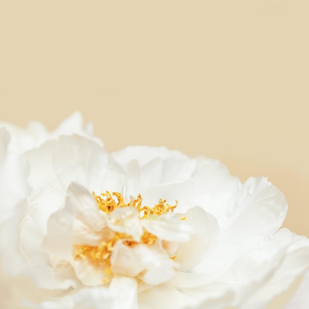 Closeup white peony flower with yellow stamens beauty in nature natural floral Natural fresh flower