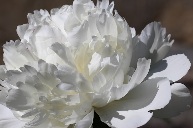 Closeup of white peony with selective focus for natural background