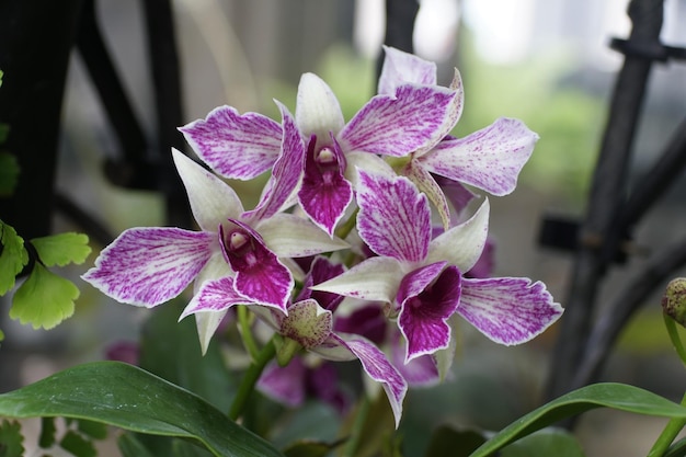 Closeup of the white and purple Dendrobium Fire Wings orchids