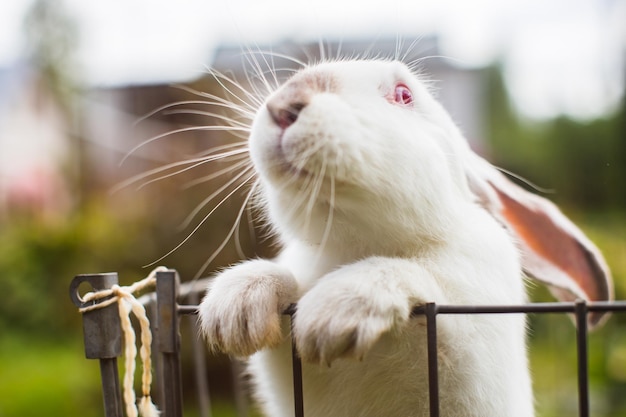 A closeup white rabbit in country yard on a summer day Cute kind pet