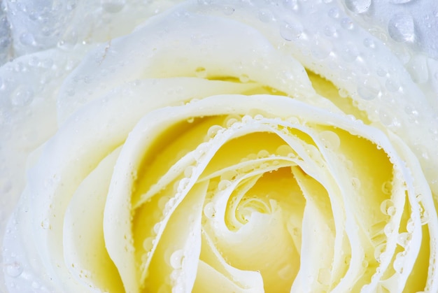 A closeup of a white rose