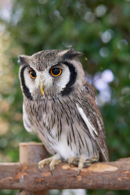 Closeup of a whitefaced owl standing on a log