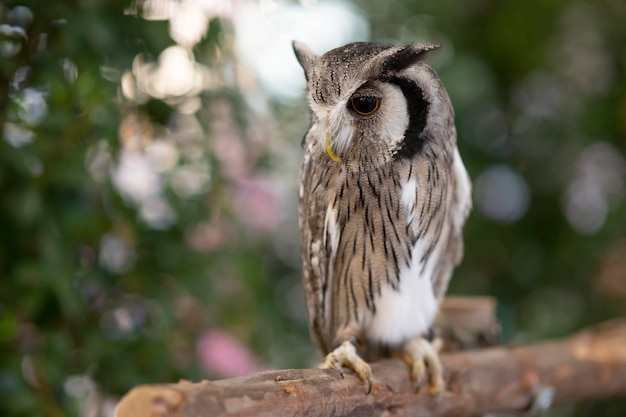 Closeup of a whitefaced owl standing on a log