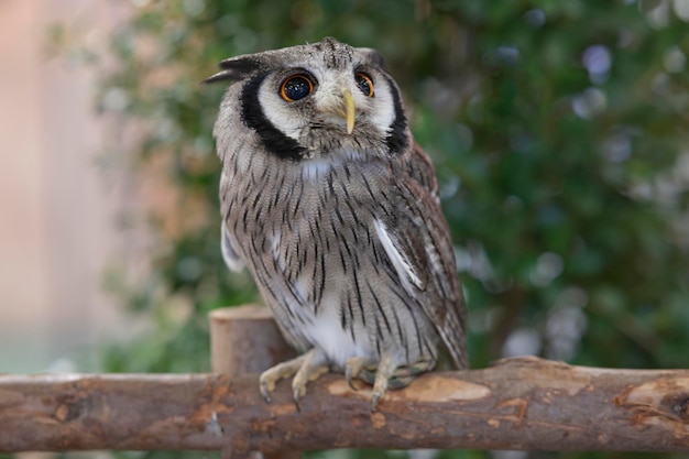 Closeup of a whitefaced owl standing on a log