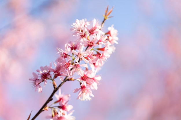 Closeup of Wild Himalayan Cherry Prunus cerasoides or thai sakura flower