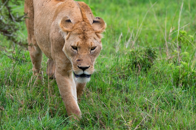 Closeup of wild lioness in savanna