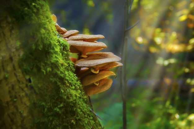 Closeup of wild mushrooms growing on a tree covered in mosses in a forest