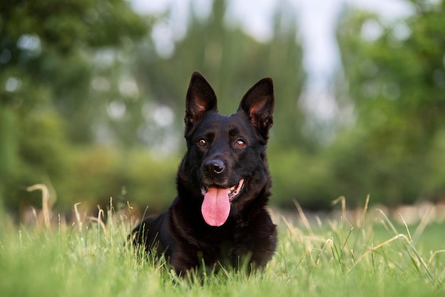 Closeup with Belgian Shepherd dog sitting on natural grass looking away