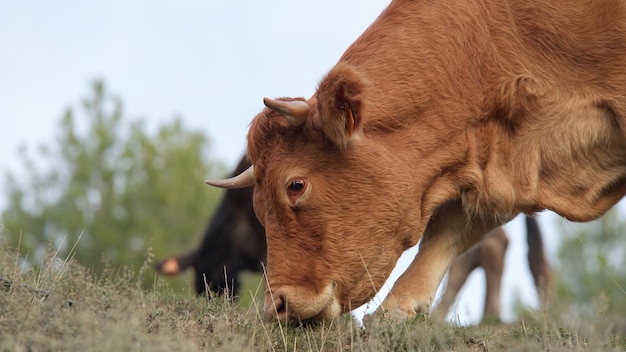 Closeup with brown cow grazing in mountains