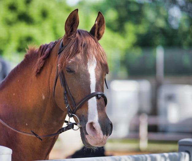 Closeup with competition horse and blurred background