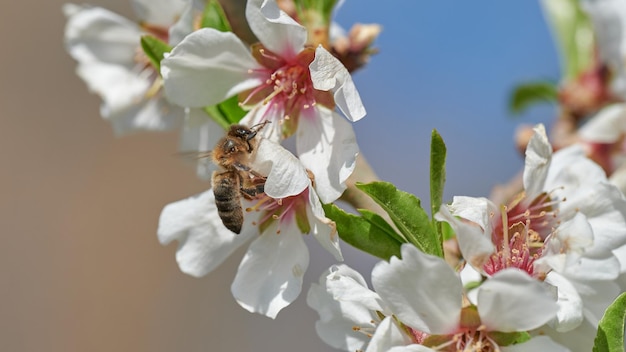 Closeup with honey bee sitting on almond blossom on sunny day