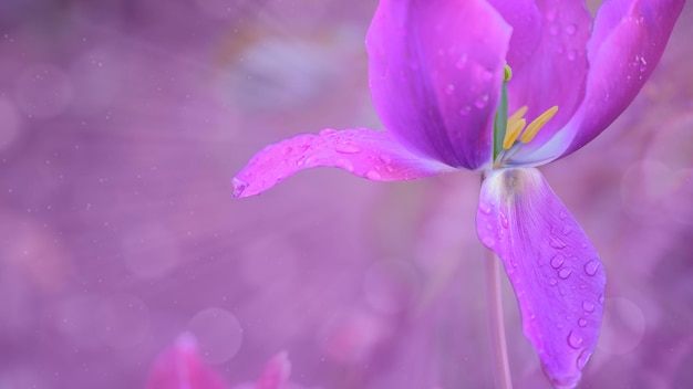 Closeup with open Gesneriana tulip in purple and raindrops