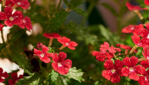 Closeup with red Verbena flowers in full bloom and raindrops