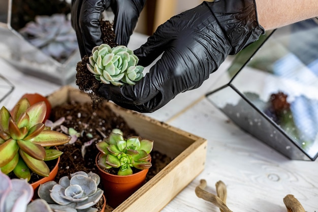 Closeup woman gardener transplanting succulent into glass vase creating florarium botanic decor