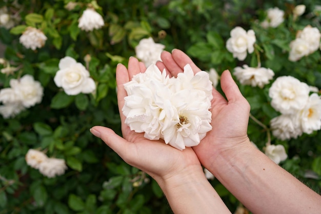 Closeup of woman's hand holding beautiful white roses Selective focus on flowers Flowers roses flowering in roses garden