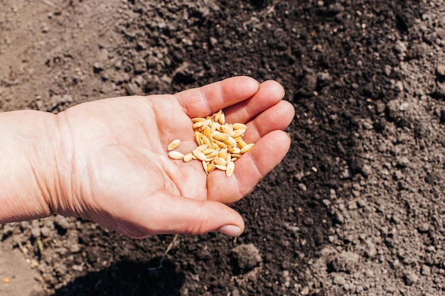 Closeup woman's hands planting seeds in the vegetable garden Planting melon seeds in the soil