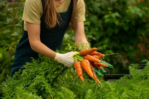 Closeup of a woman39s hand pulling a carrot out of the ground